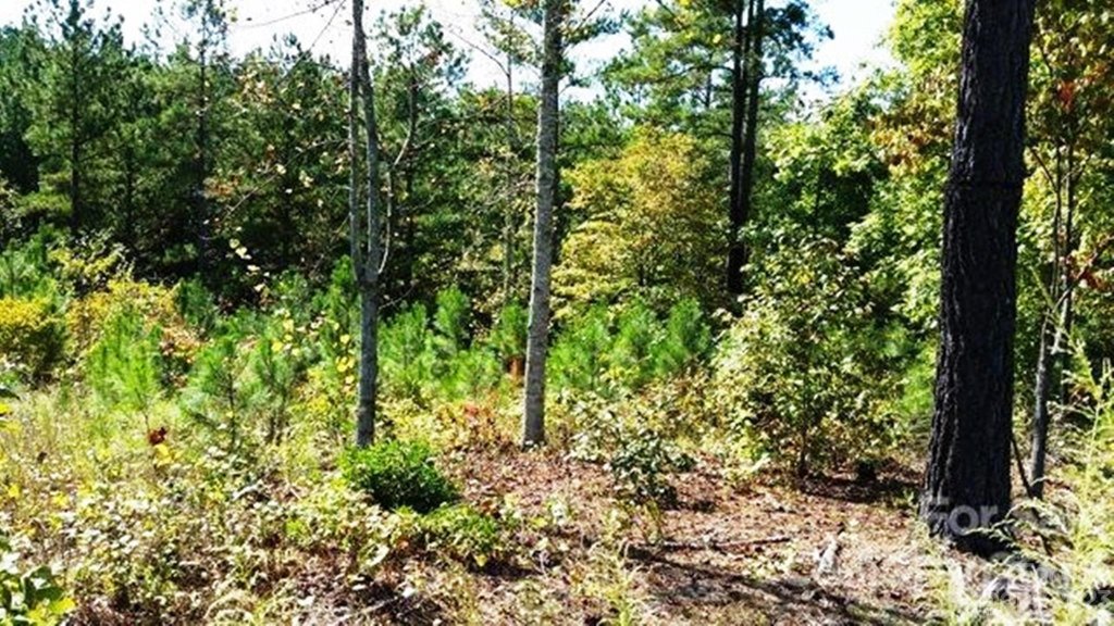 3187 Panoramic Vista Court 62