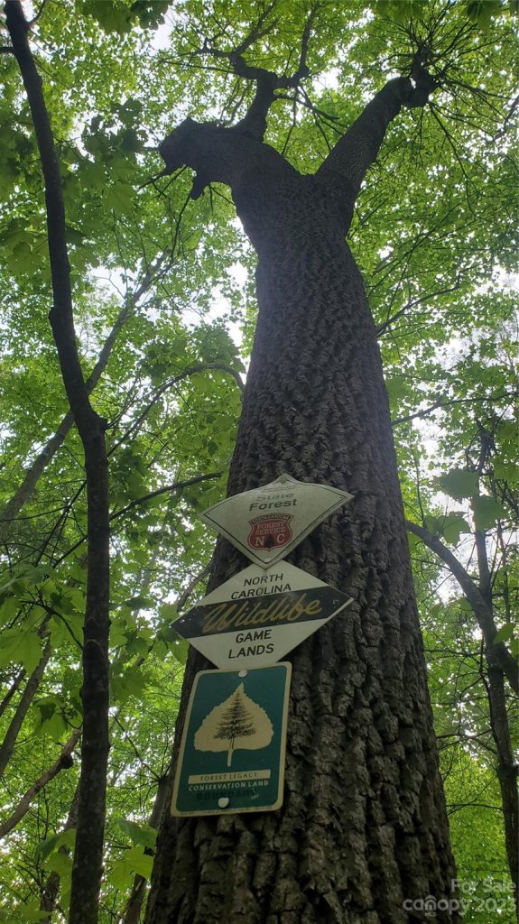 135 Mad Bear Trail