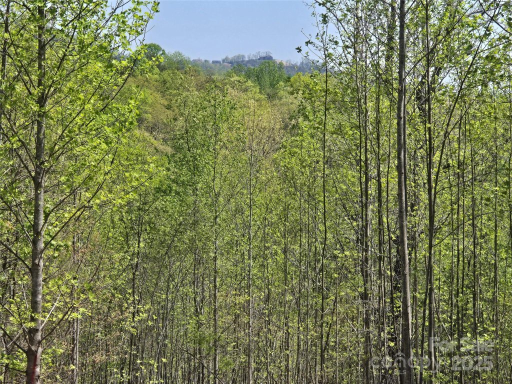 Lot 17 Touch Me Not Trail