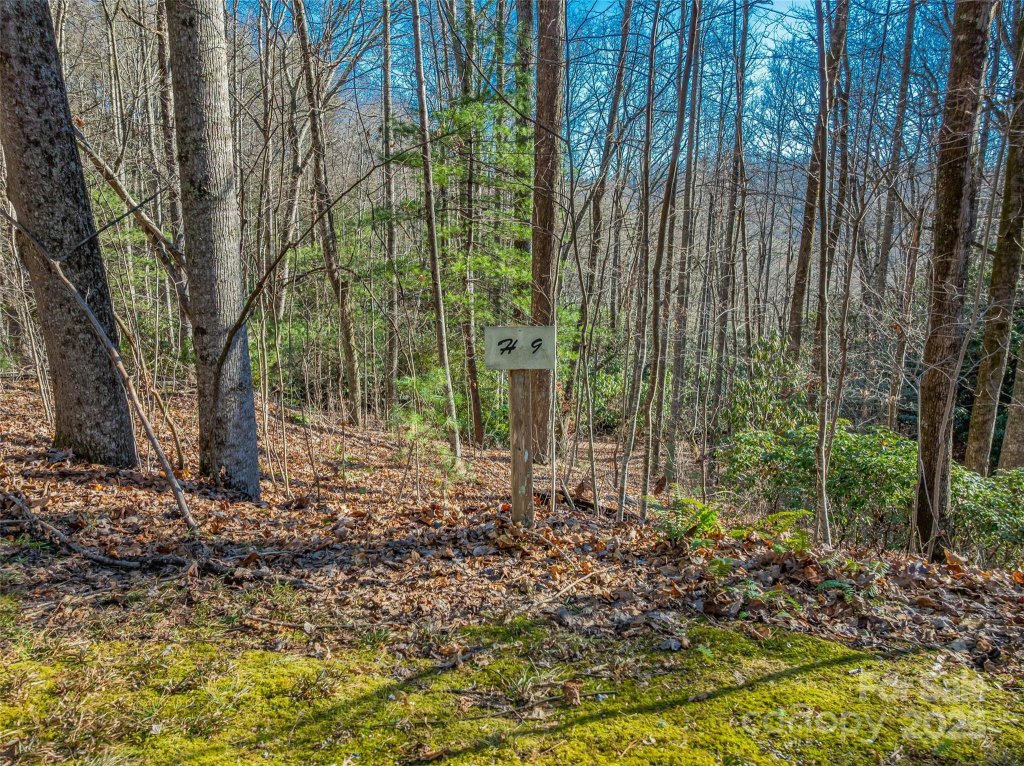 Tbd Ladys Fern Trail 9