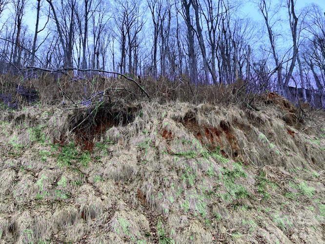 89 Weeping Cherry Forest Road