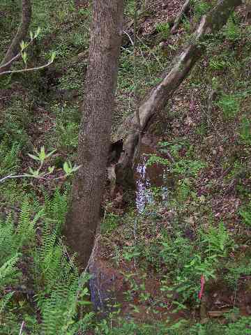 85 Goodwin Bridge Road