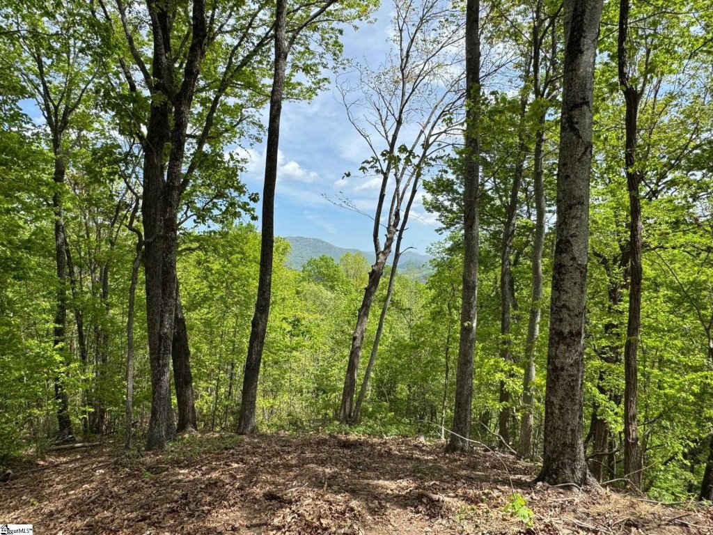 100 Wood Violet Trail