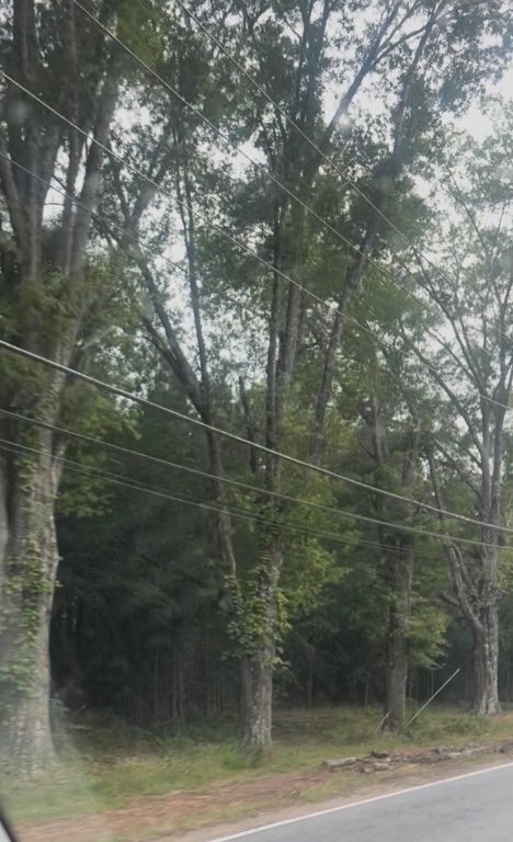 1209 Reed Road