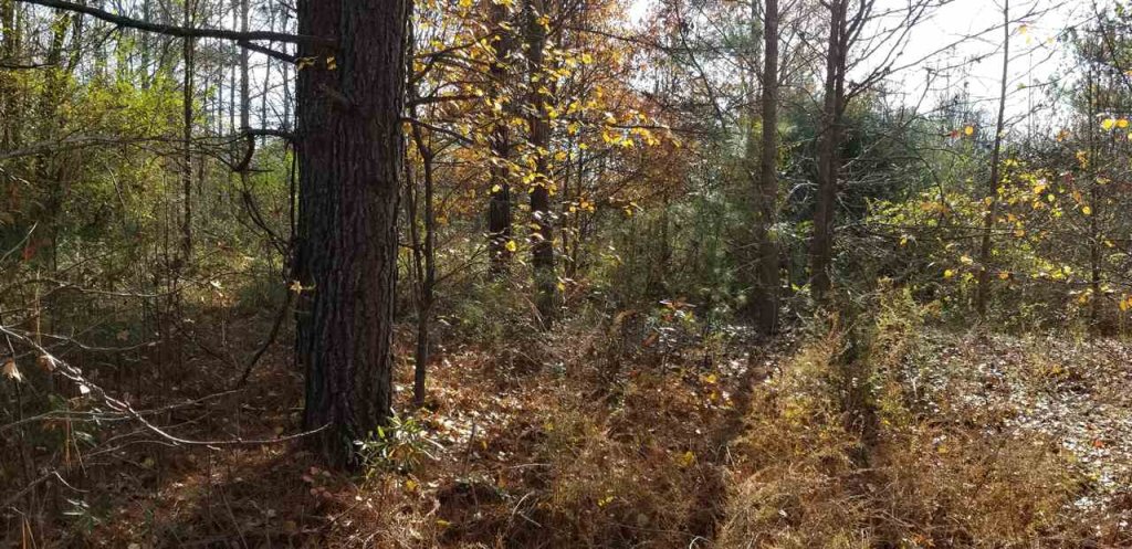 118 Cool Springs Drive