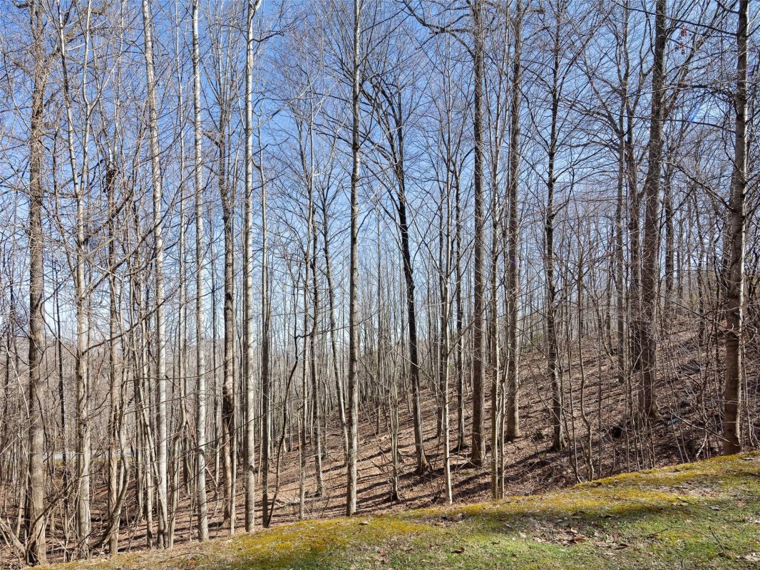 312 Boundary Tree Pass None