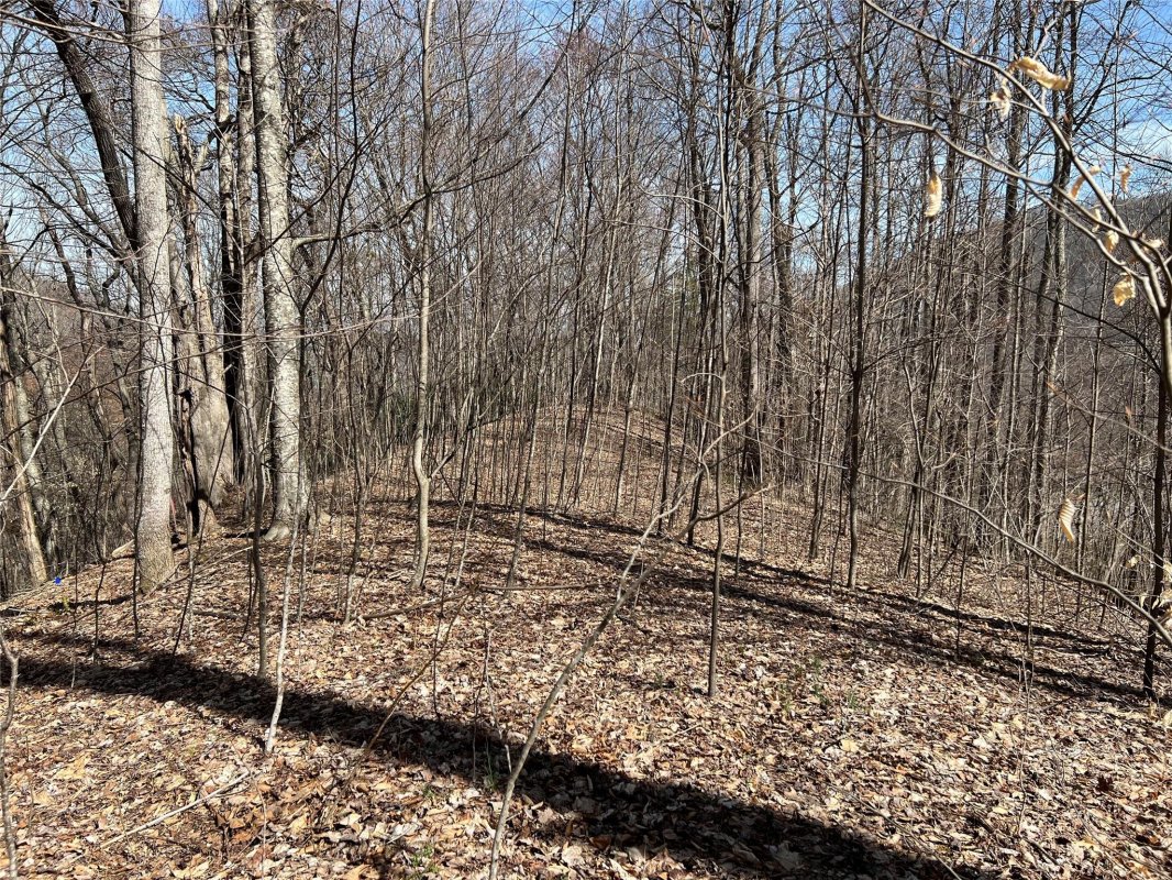 23 Early Spring Way 61