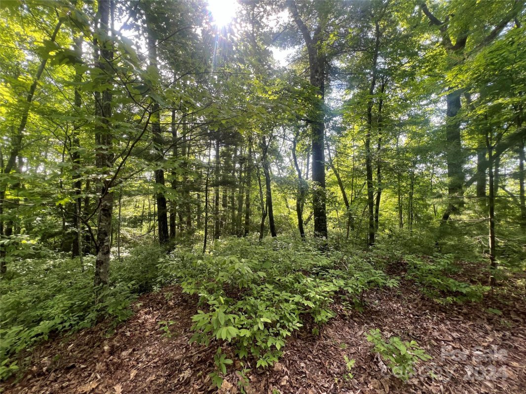 000 Laurel Thicket Lane