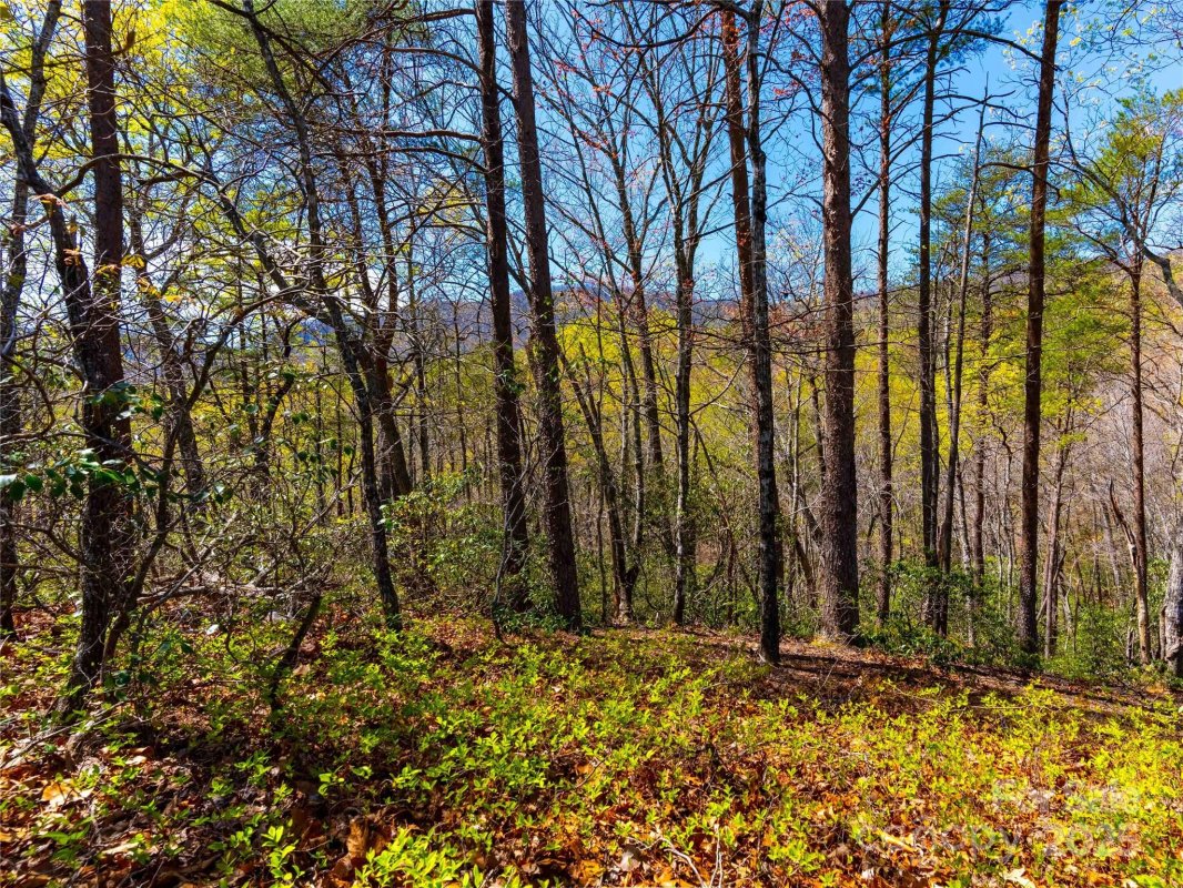 107 Deep Gap Road