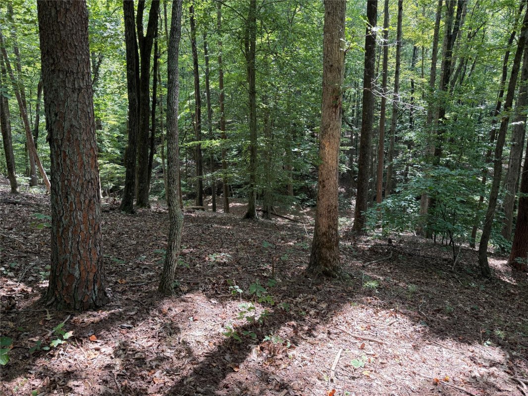 0 Mountain Brook Trail 298