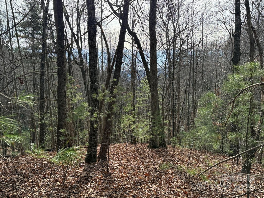 Tbd Buck Mountain Road 21