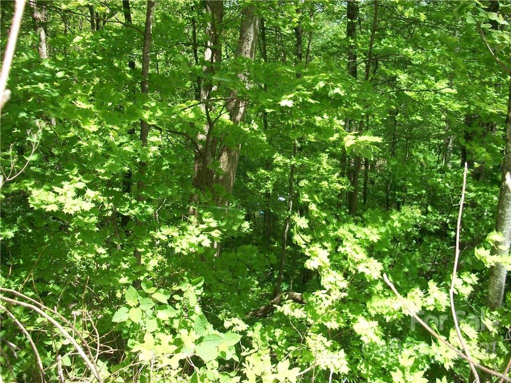 53 Wildcat Run Road