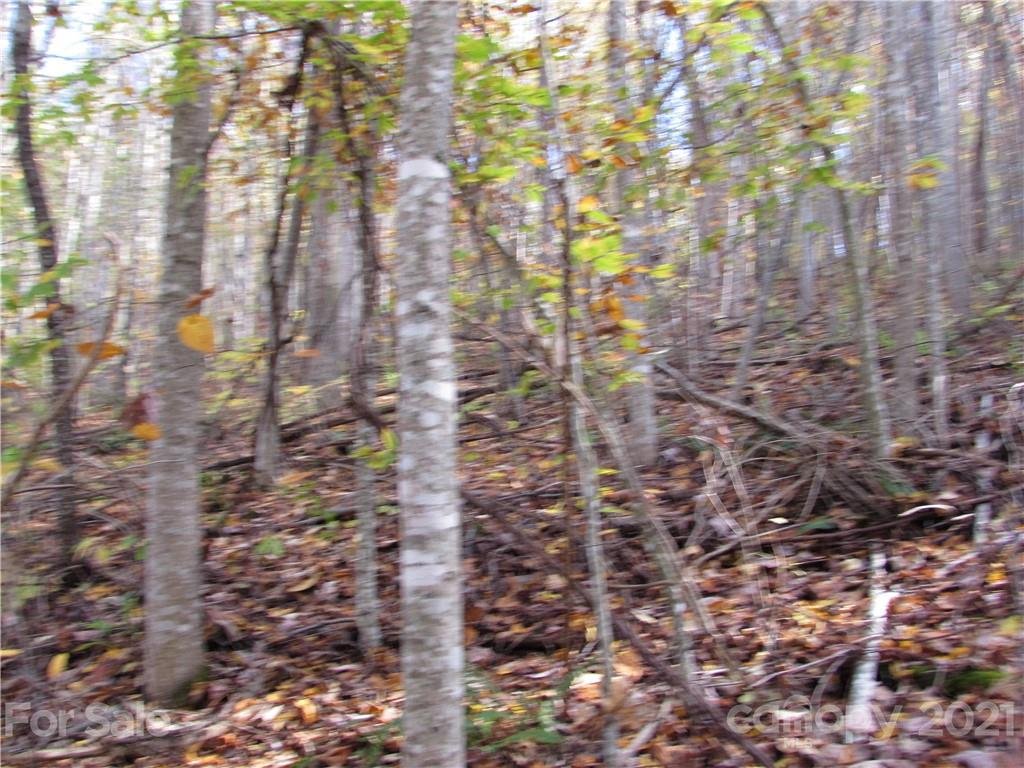 E 8 Red Wolf Run None
