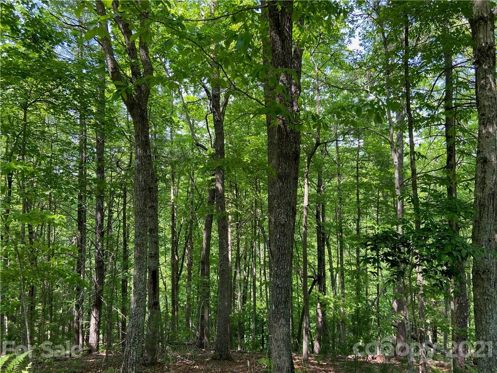 71 Turkey Trot Trail 16