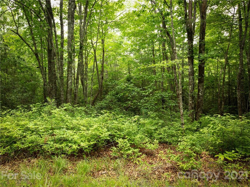 Tbd Opossum Path