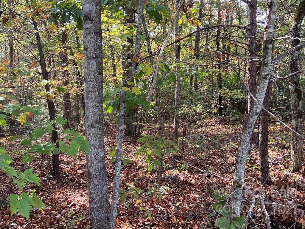 0 Silent Forest Way