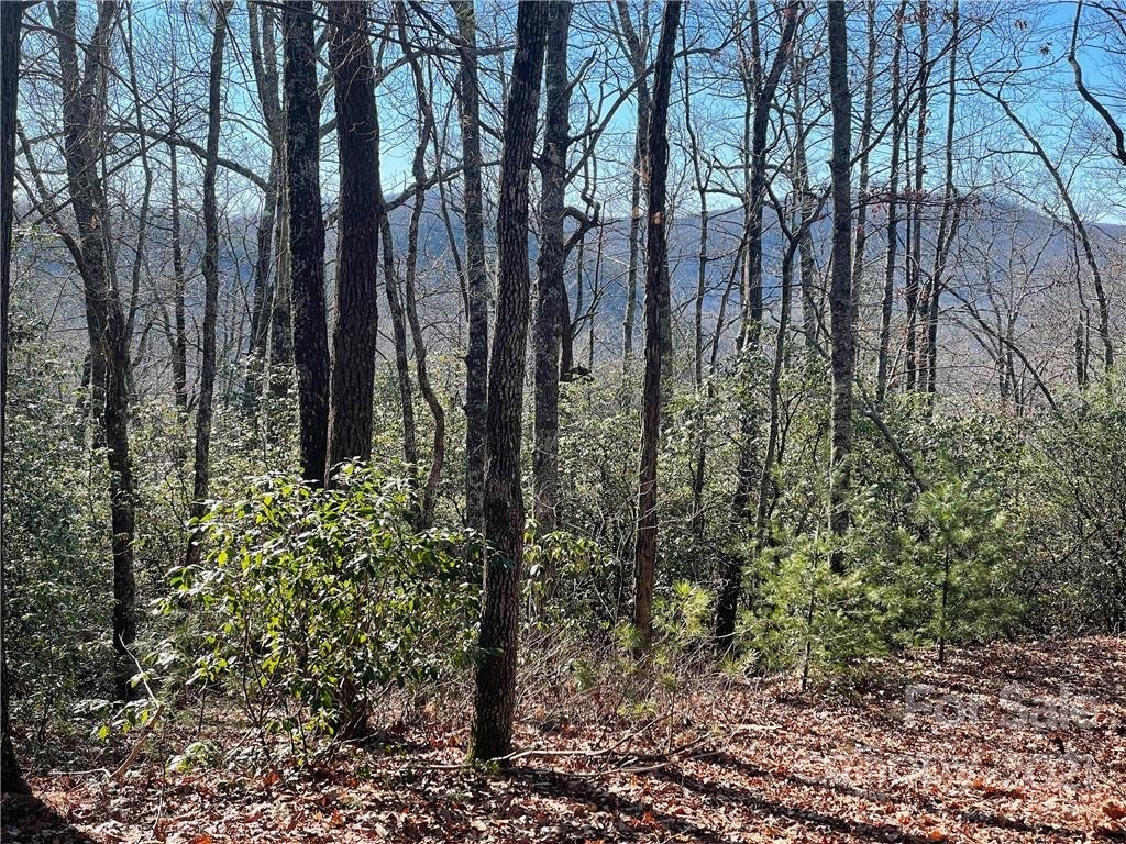 0000 Laurel Thicket None 100/101