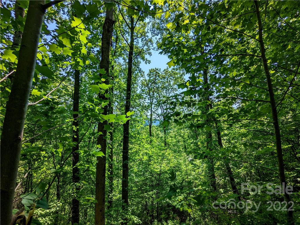 5 Deer Creek Trail
