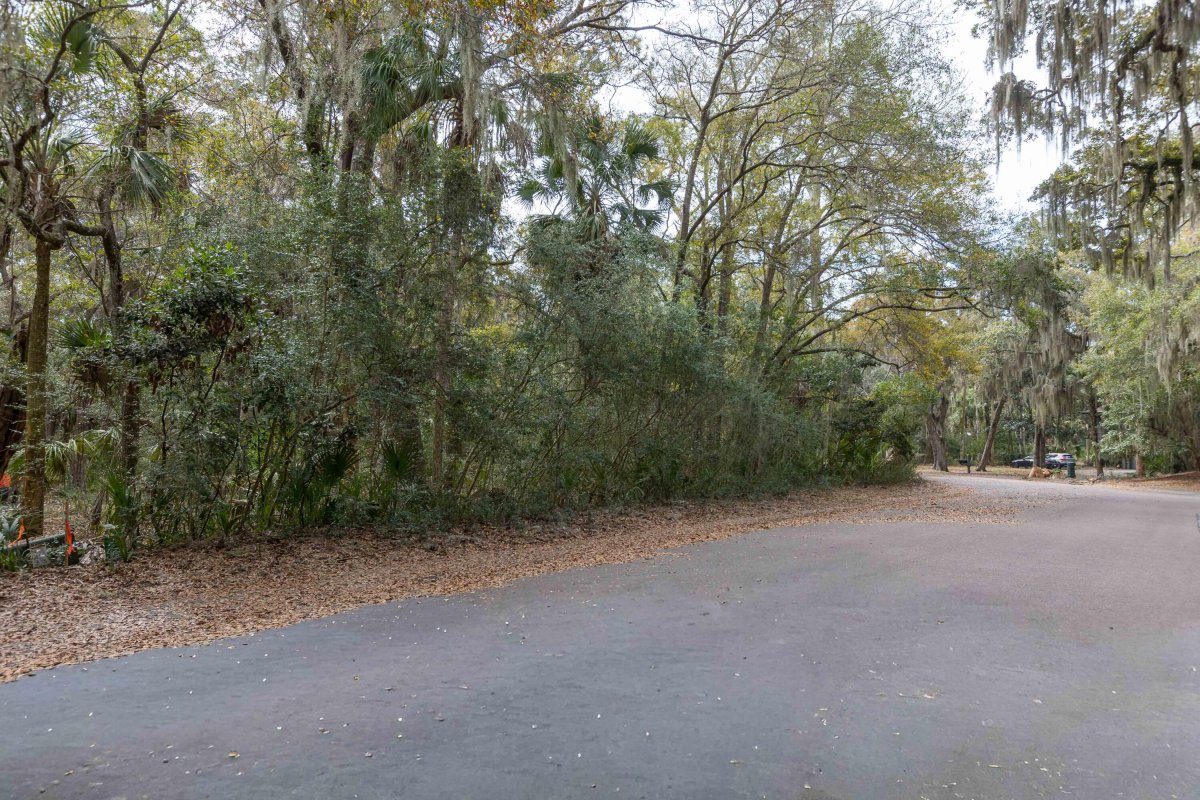 2715 Gnarled Pine