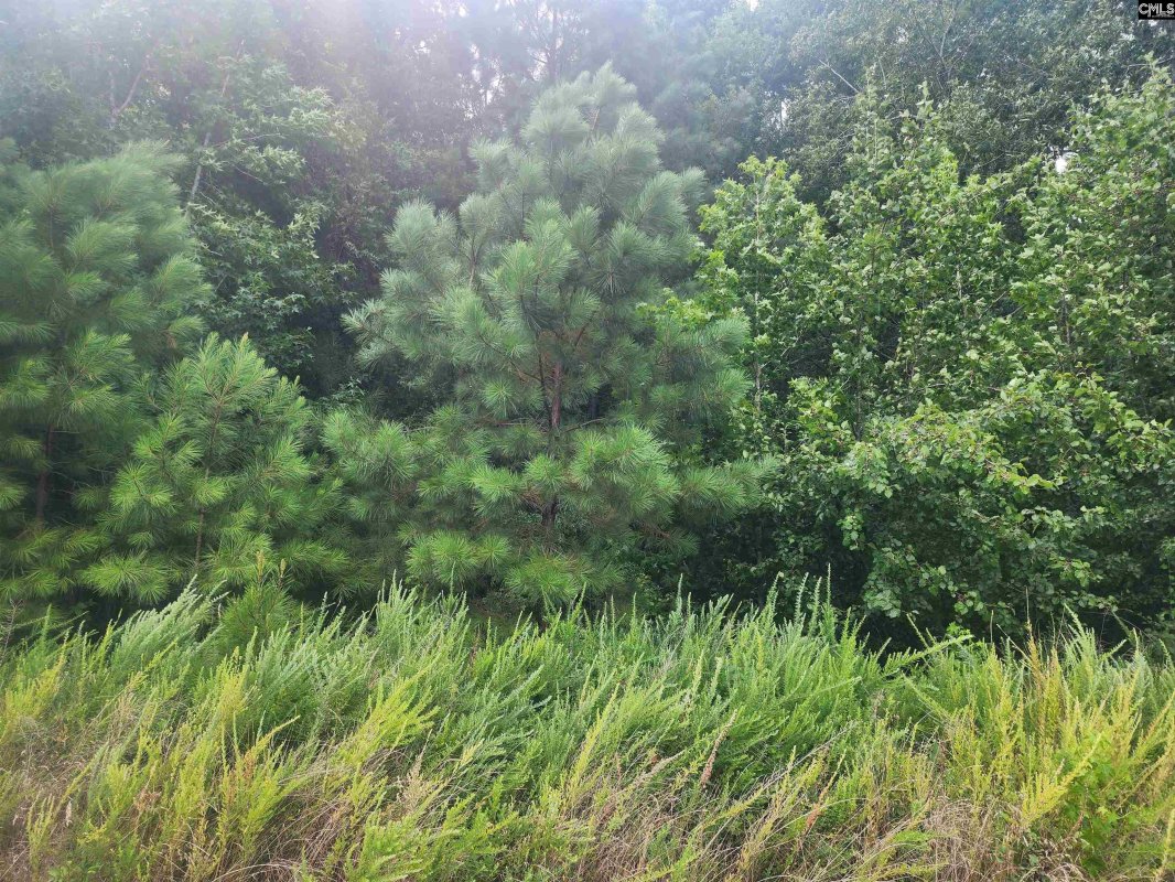 Forest Ridge Drive