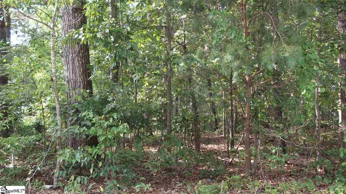 Pine Drive