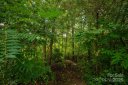 White Oak