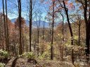 Scarlet Oaks