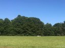 5909 Long Stirrup Lane 118 sold home in Mint Hill, SC