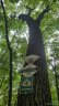 135 Mad Bear Trail sold home in Rosman, SC