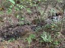 0 N Dakota Drive sold home in Rutherfordton, SC