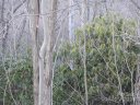 0 Rolling Ridge Trail sold home in Lake Lure, SC