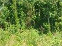 175a Williams Road 175A sold home in Fort Mill, SC