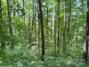 00 Slippery Rock Road 306 & 307 sold home in Waynesville, SC