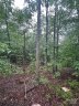 90 Adirondack Trail 88 sold home in Nebo, SC