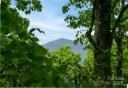 1111 Elm Tree Lane sold home in Swannanoa, SC