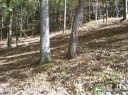 142 Rambling Ridge Rd 22 sold home in Asheville, SC