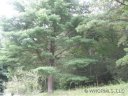 Lot Ii Ivy Cove Road II sold home in Fairview, SC