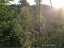 361 Moonshiners Trail sold home in Marshall, SC