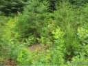 61 Wind Stone Dr Lot 55 sold home in Asheville, SC