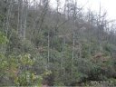 3 8 Acres Off Bent Tree Road Road sold home in Maggie Valley, SC