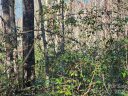 Lot 4 Whitney Boulevard sold home in Lake Lure, SC