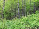 Lot 90 Chickadee Lane sold home in Clyde, SC