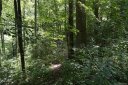 Lot 14 Timber Park Drive sold home in Black Mountain, SC