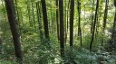 7 Laurel Creek Drive sold home in Hendersonville, SC