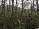 9999 Old Mill Road 14 sold home in Hendersonville, SC