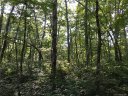 Lot 16 Robin Hood Road sold home in Brevard, SC