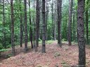 9181 Shortoff View Terrace sold home in Nebo, SC