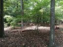 966 Scout Road sold home in Lexington, SC
