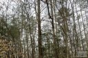 508 Conley Road sold home in Morganton, SC