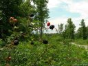 55 56 Blackberry Creek sold home in Nebo, SC